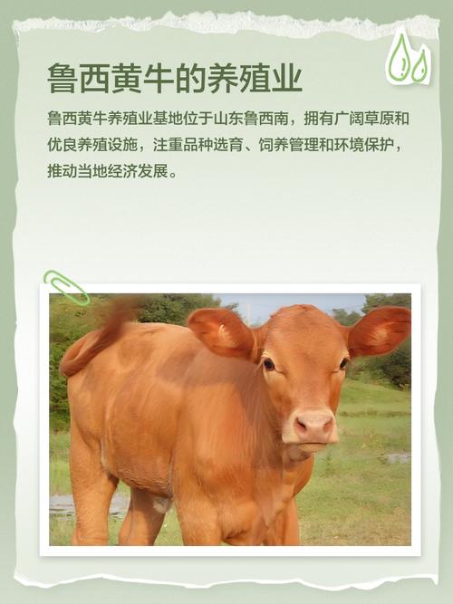 现在鲁西黄牛价格多少-第1张图片-宁夏农业信息网