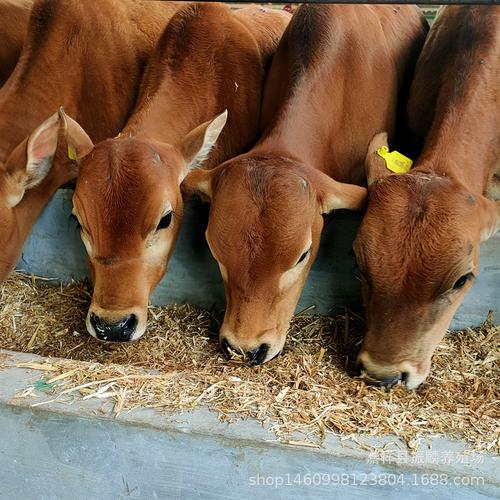 现在鲁西黄牛价格多少-第3张图片-宁夏农业信息网