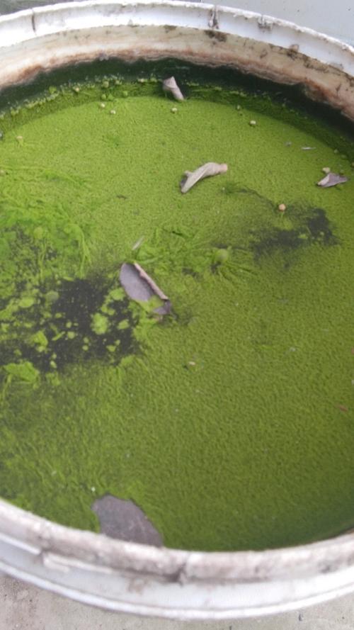 秋天养殖池塘什么藻类比较多-第2张图片-宁夏农业信息网