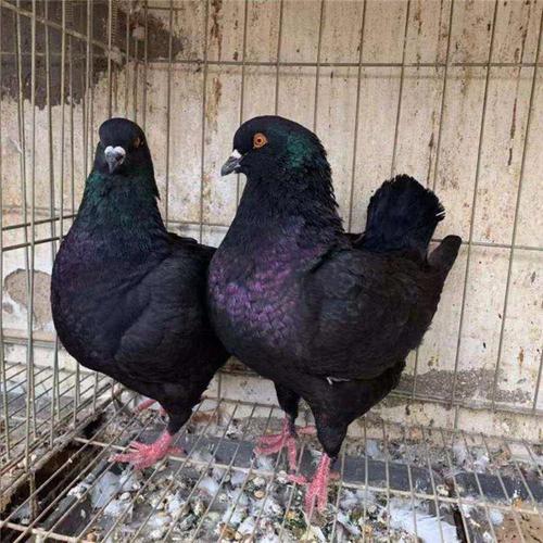 肉鸽价格多少一对-第2张图片-宁夏农业信息网