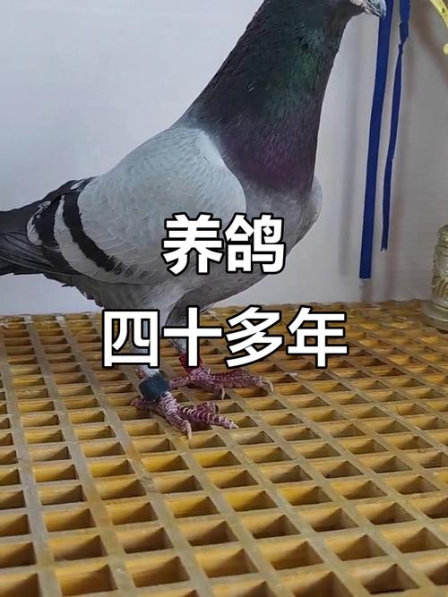 肉鸽价格多少一对-第3张图片-宁夏农业信息网