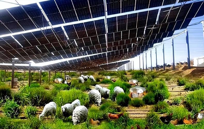 光伏电站可以养殖什么地方-第3张图片-宁夏农业信息网