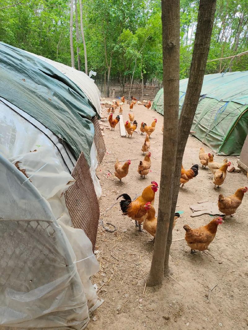 安徽草鸡喂什么饲料-第2张图片-宁夏农业信息网