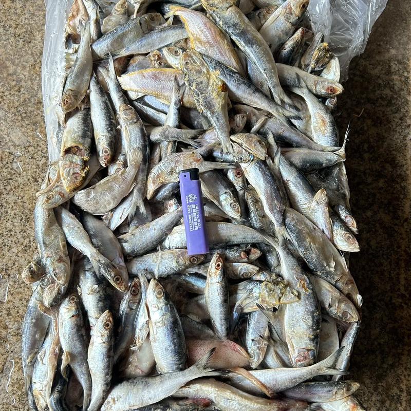 养殖鳊鱼吃什么饲料-第1张图片-宁夏农业信息网 养殖鳊鱼吃什么饲料-第1张图片-宁夏农业信息网