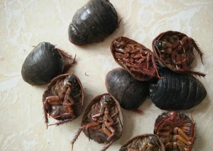 土元吃什么饲料.-第2张图片-宁夏农业信息网