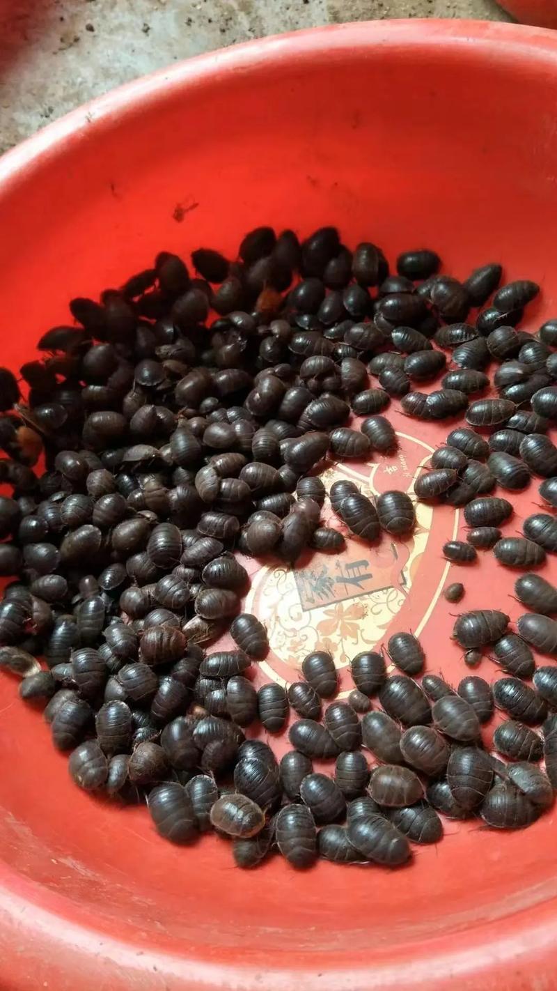 土元吃什么饲料.-第3张图片-宁夏农业信息网