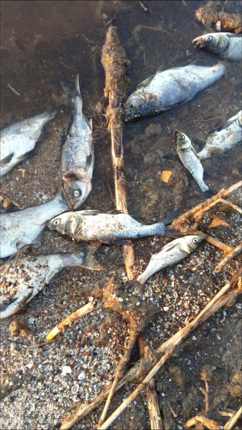 死鱼能干什么养殖-第2张图片-宁夏农业信息网