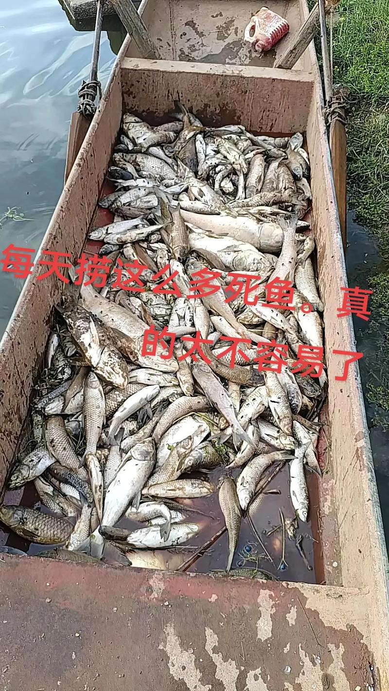 死鱼能干什么养殖-第3张图片-宁夏农业信息网