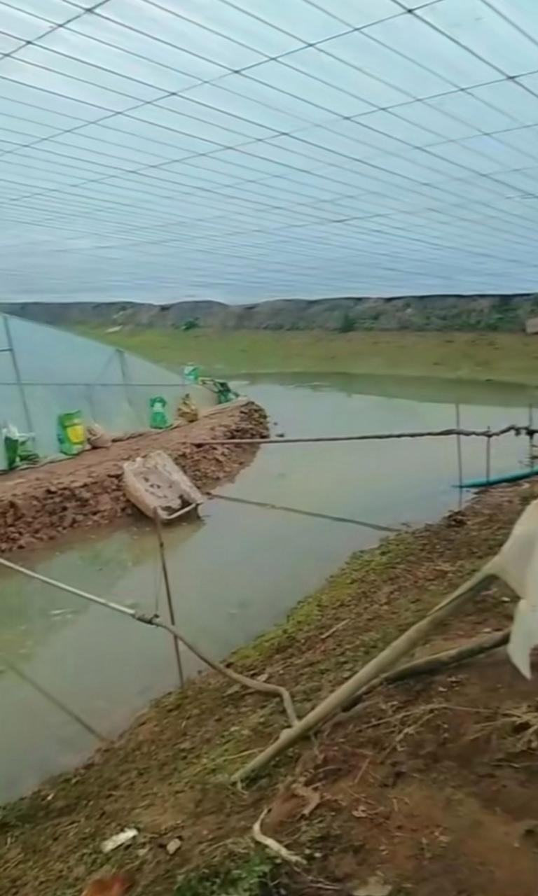 对虾养殖小棚用什么保暖-第2张图片-宁夏农业信息网