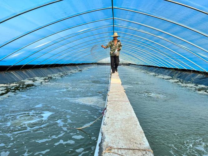 对虾养殖小棚用什么保暖-第3张图片-宁夏农业信息网