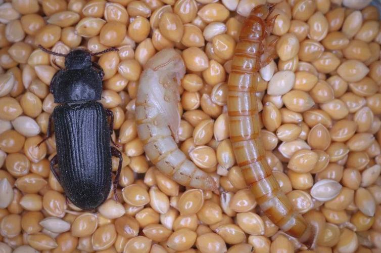 什么饲料用黄粉虫-第2张图片-宁夏农业信息网