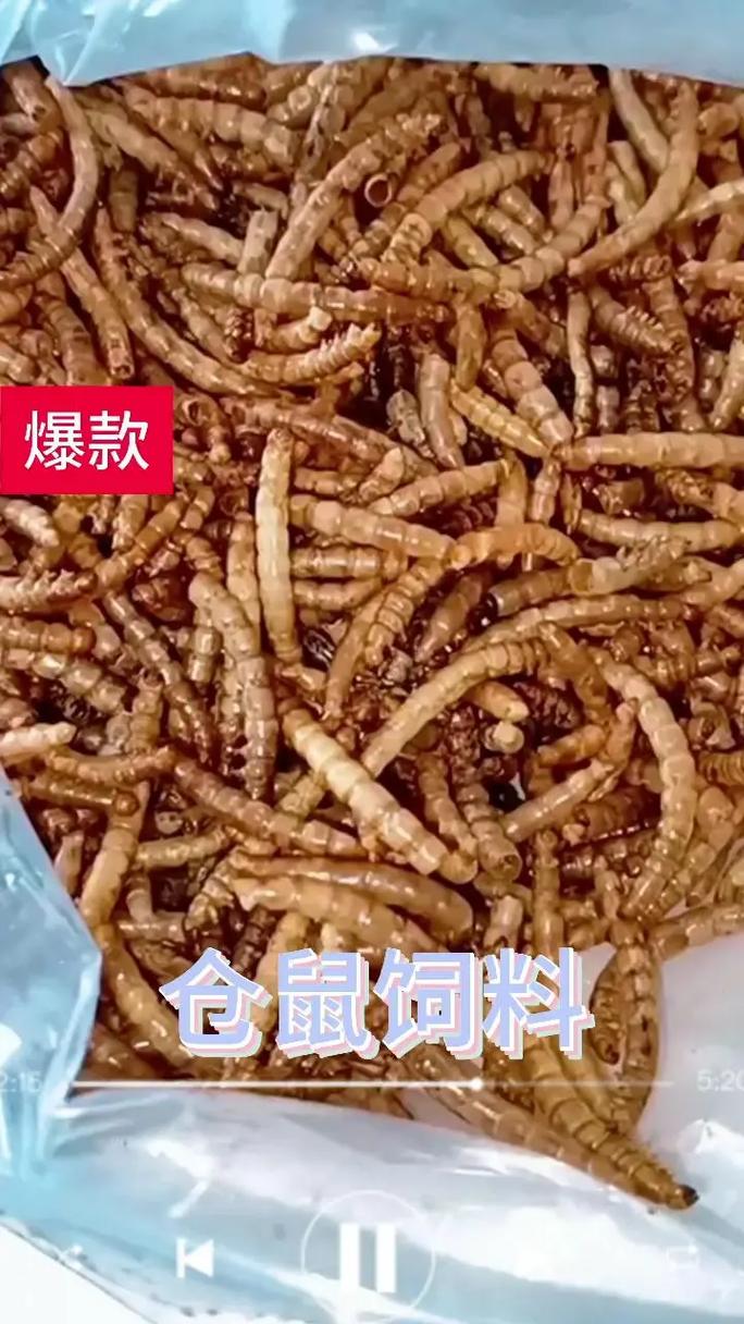 什么饲料用黄粉虫-第1张图片-宁夏农业信息网