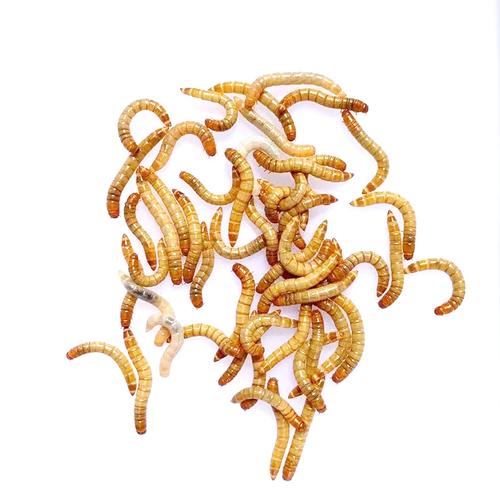 什么饲料用黄粉虫-第3张图片-宁夏农业信息网