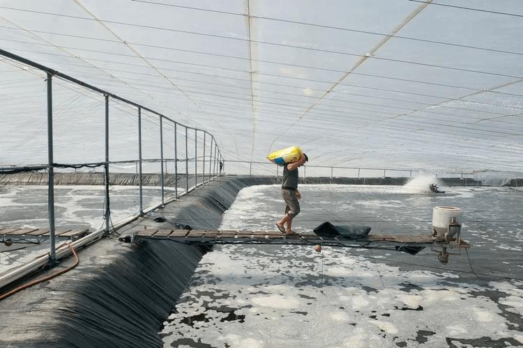 水产养殖池为什么放沙子-第3张图片-宁夏农业信息网