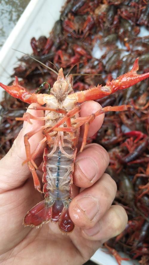 江苏盱眙龙虾苗价格多少-第2张图片-宁夏农业信息网