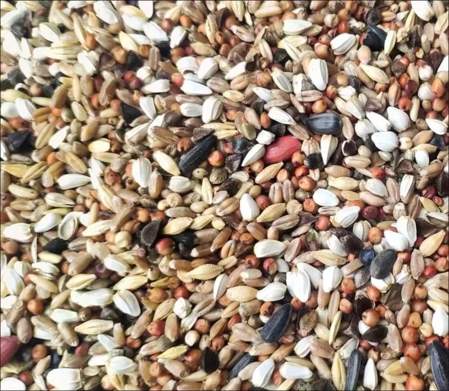 笼养鸽喂什么饲料-第2张图片-宁夏农业信息网