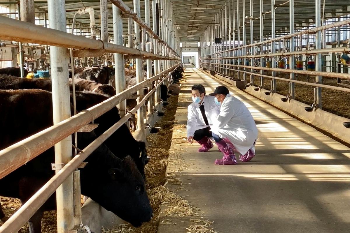 贵池区牛羊养殖场在什么地方-第3张图片-宁夏农业信息网 贵池区牛羊养殖场在什么地方-第3张图片-宁夏农业信息网