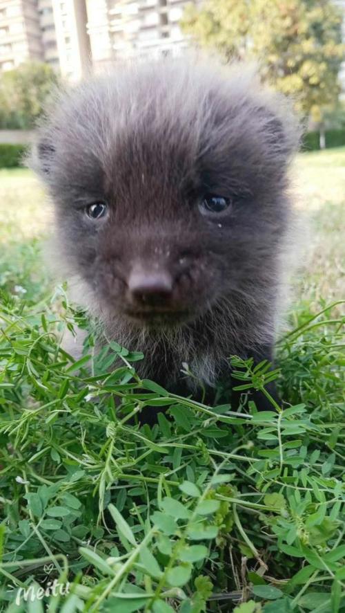 现在狐狸什么价格是多少-第1张图片-宁夏农业信息网 现在狐狸什么价格是多少-第1张图片-宁夏农业信息网