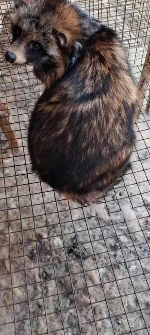 现在狐狸什么价格是多少-第2张图片-宁夏农业信息网