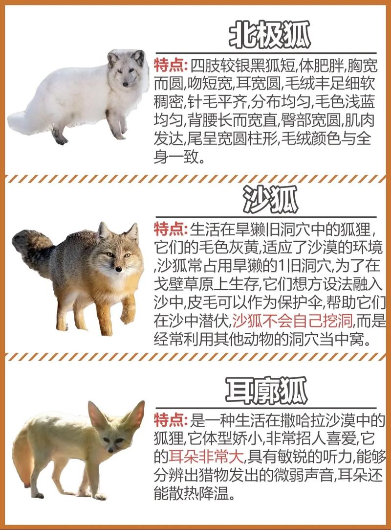 现在狐狸什么价格是多少-第3张图片-宁夏农业信息网