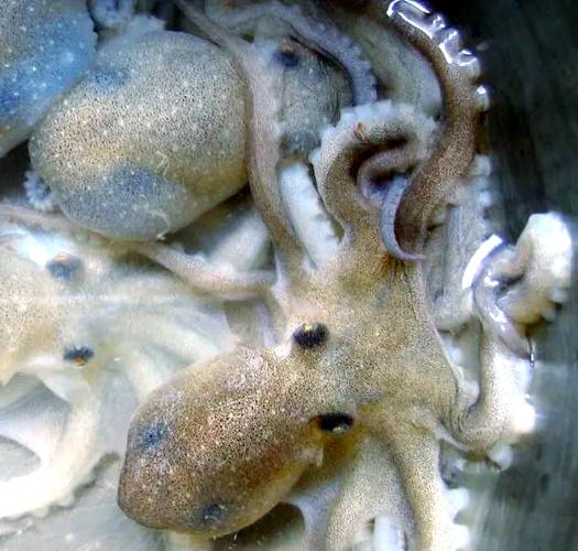 望潮养殖喂什么料-第3张图片-宁夏农业信息网