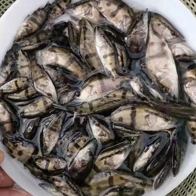 8月份后有什么水产养殖的-第3张图片-宁夏农业信息网