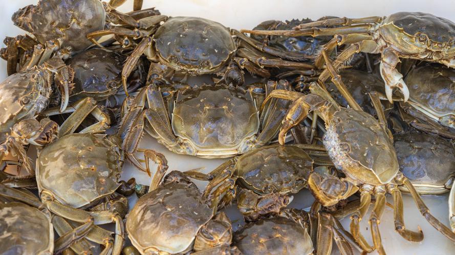 海蟹养殖需要什么条件-第2张图片-宁夏农业信息网