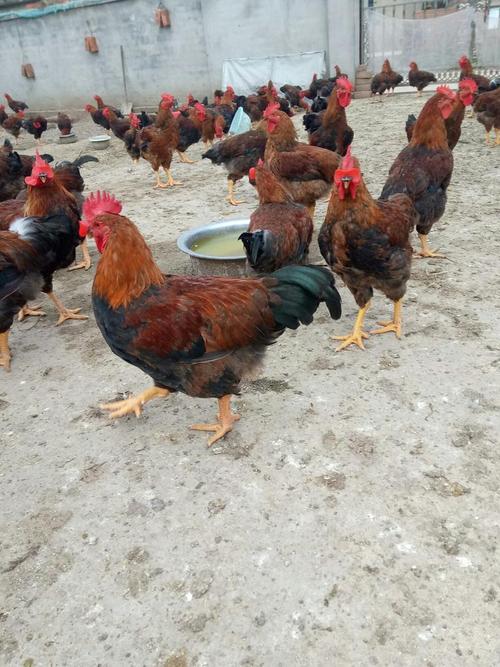 辽宁公红鸡价格是多少-第2张图片-宁夏农业信息网
