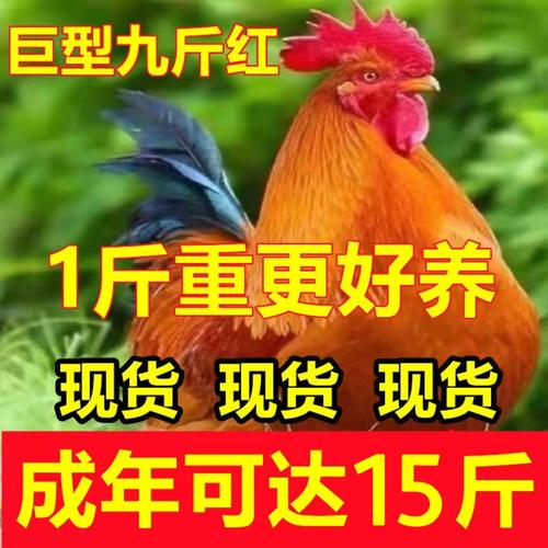 辽宁公红鸡价格是多少-第1张图片-宁夏农业信息网