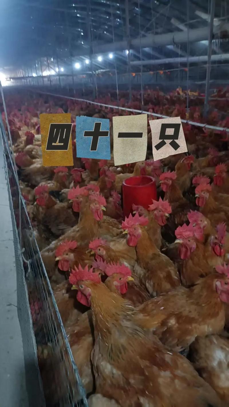 辽宁公红鸡价格是多少-第3张图片-宁夏农业信息网