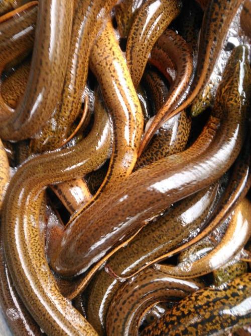 黄鳝养殖吃什么最好-第1张图片-宁夏农业信息网 黄鳝养殖吃什么最好-第1张图片-宁夏农业信息网