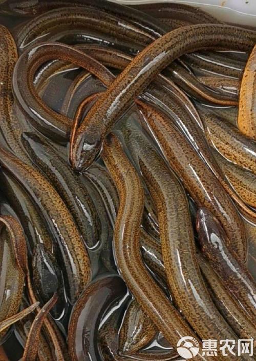 黄鳝养殖吃什么最好-第3张图片-宁夏农业信息网 黄鳝养殖吃什么最好-第3张图片-宁夏农业信息网