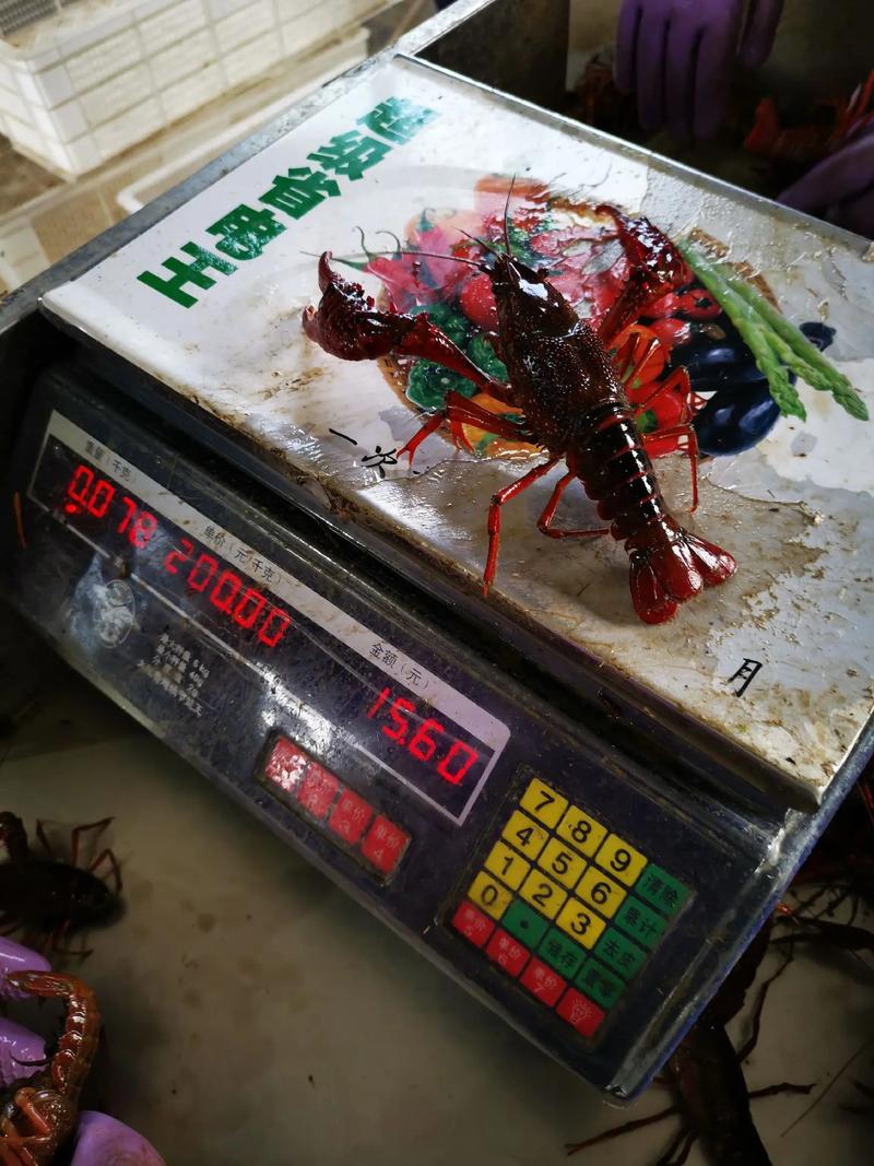 1两龙虾价格是多少-第3张图片-宁夏农业信息网