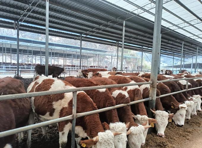 养殖水平为什么提高了-第2张图片-宁夏农业信息网 养殖水平为什么提高了-第2张图片-宁夏农业信息网