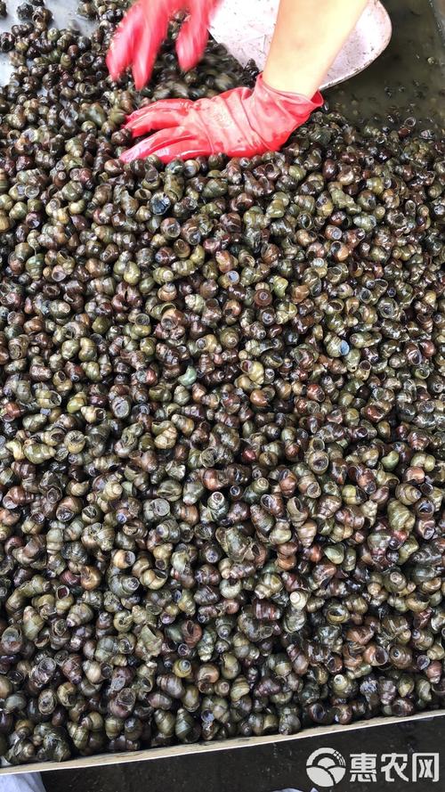 田螺都吃什么饲料-第3张图片-宁夏农业信息网