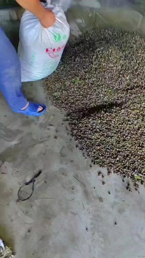 田螺都吃什么饲料-第2张图片-宁夏农业信息网