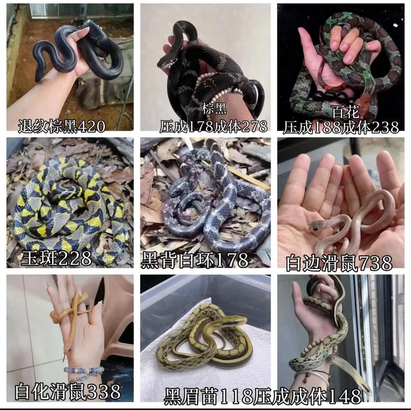 广西蛇的价格是多少-第3张图片-宁夏农业信息网