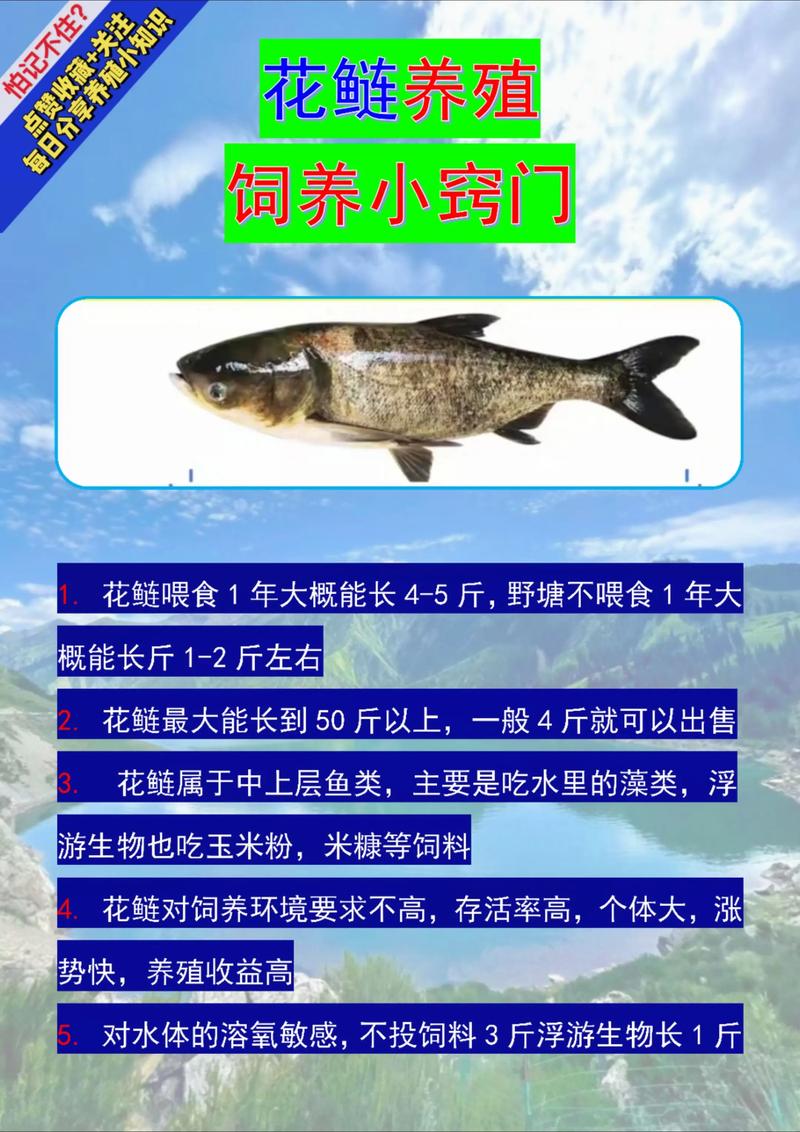 养花鲢鱼吃什么饲料-第1张图片-宁夏农业信息网