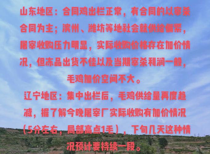 987毛鸡价格是多少-第3张图片-宁夏农业信息网