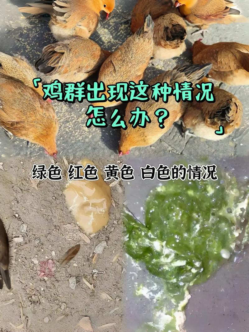 鸡饲料为什么不好-第2张图片-宁夏农业信息网