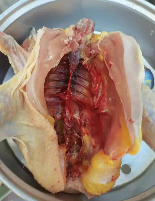 鸡饲料为什么不好-第3张图片-宁夏农业信息网