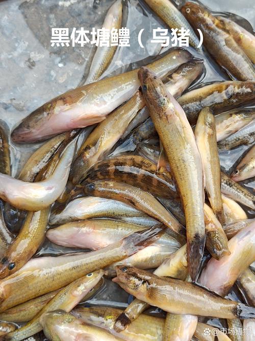 广东河源适合养殖什么鱼-第2张图片-宁夏农业信息网 广东河源适合养殖什么鱼-第2张图片-宁夏农业信息网