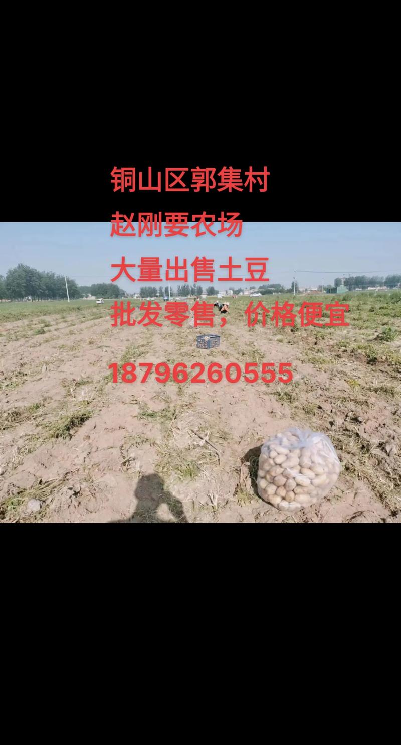 土豆的价格多少钱-第1张图片-宁夏农业信息网