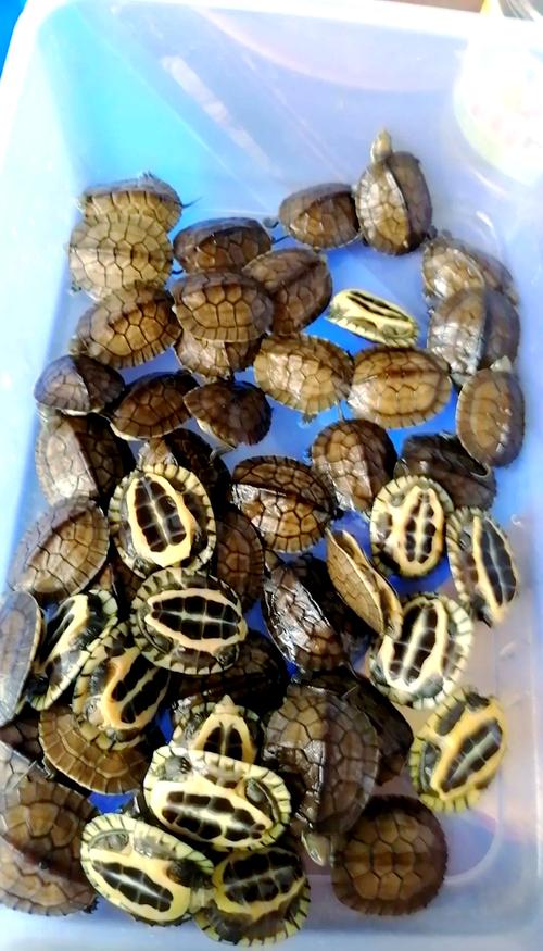 石龟龟苗价格现在多少-第2张图片-宁夏农业信息网 石龟龟苗价格现在多少-第2张图片-宁夏农业信息网