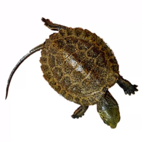 石龟龟苗价格现在多少-第3张图片-宁夏农业信息网 石龟龟苗价格现在多少-第3张图片-宁夏农业信息网