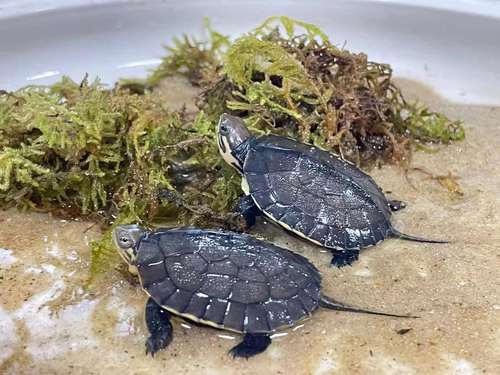 石龟龟苗价格现在多少-第1张图片-宁夏农业信息网 石龟龟苗价格现在多少-第1张图片-宁夏农业信息网