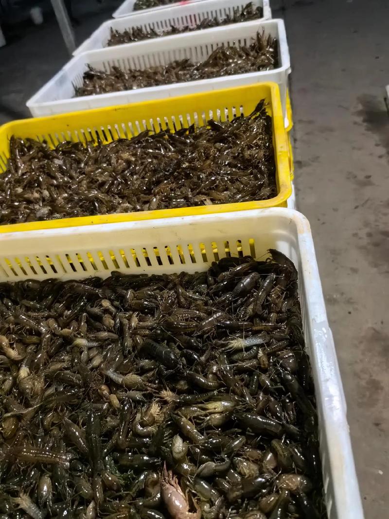龙虾虾苗价格是多少-第3张图片-宁夏农业信息网