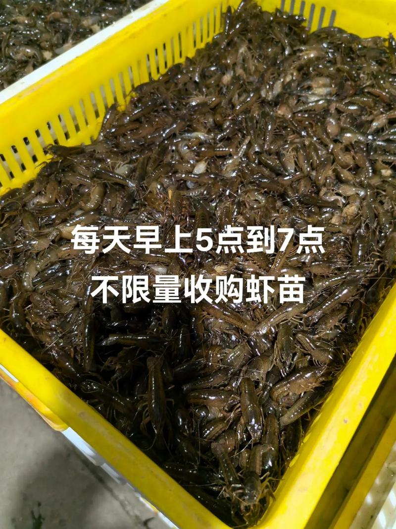 龙虾虾苗价格是多少-第2张图片-宁夏农业信息网
