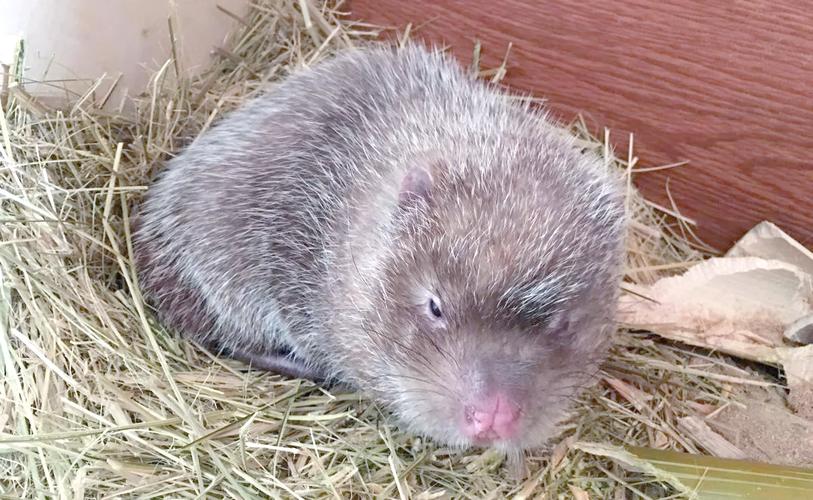 竹鼠吃什么饲料好-第2张图片-宁夏农业信息网