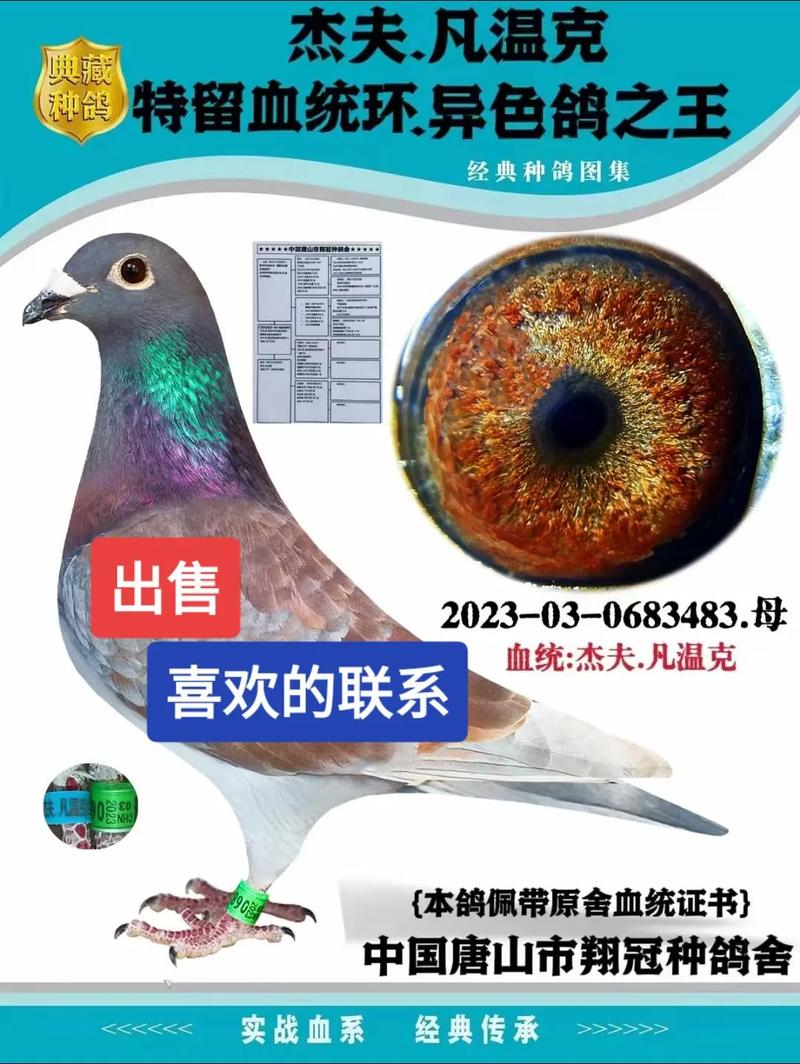 鸽子价格现在多少钱-第3张图片-宁夏农业信息网